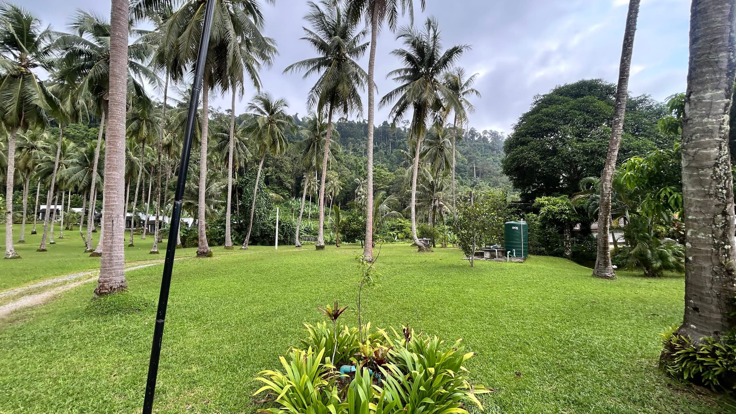 Palm garden on the island